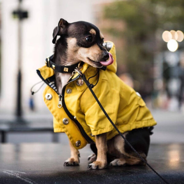 Yellow Dog Raincoat - Image 9