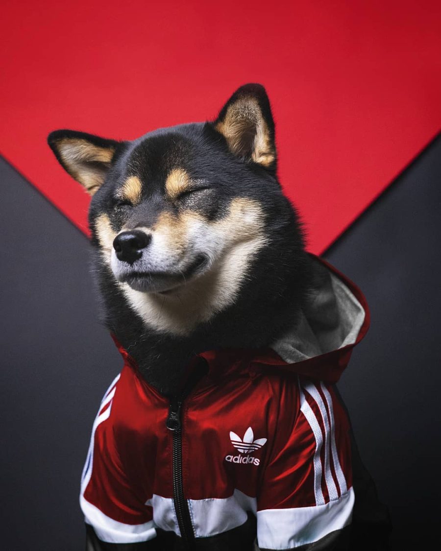 Adidog Windbreaker - Image 6