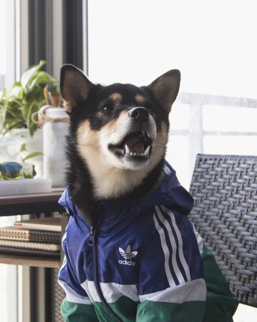 Adidog Windbreaker - Image 5