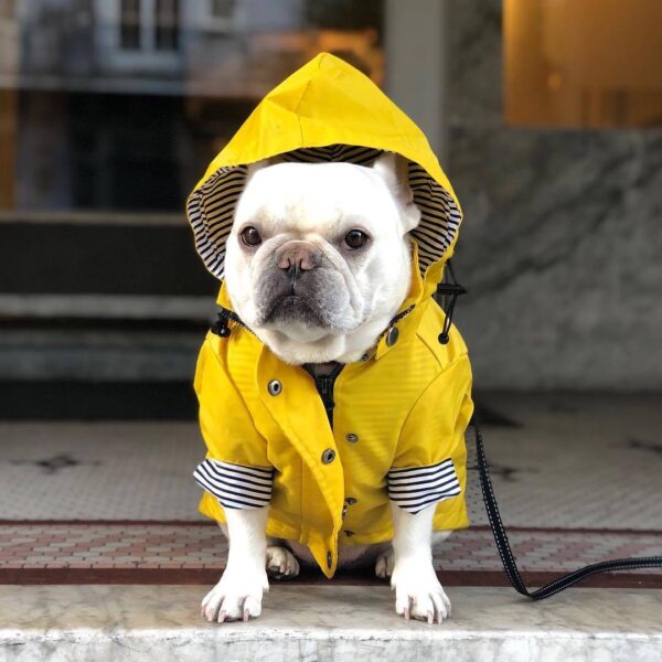 Yellow Dog Raincoat - Image 10