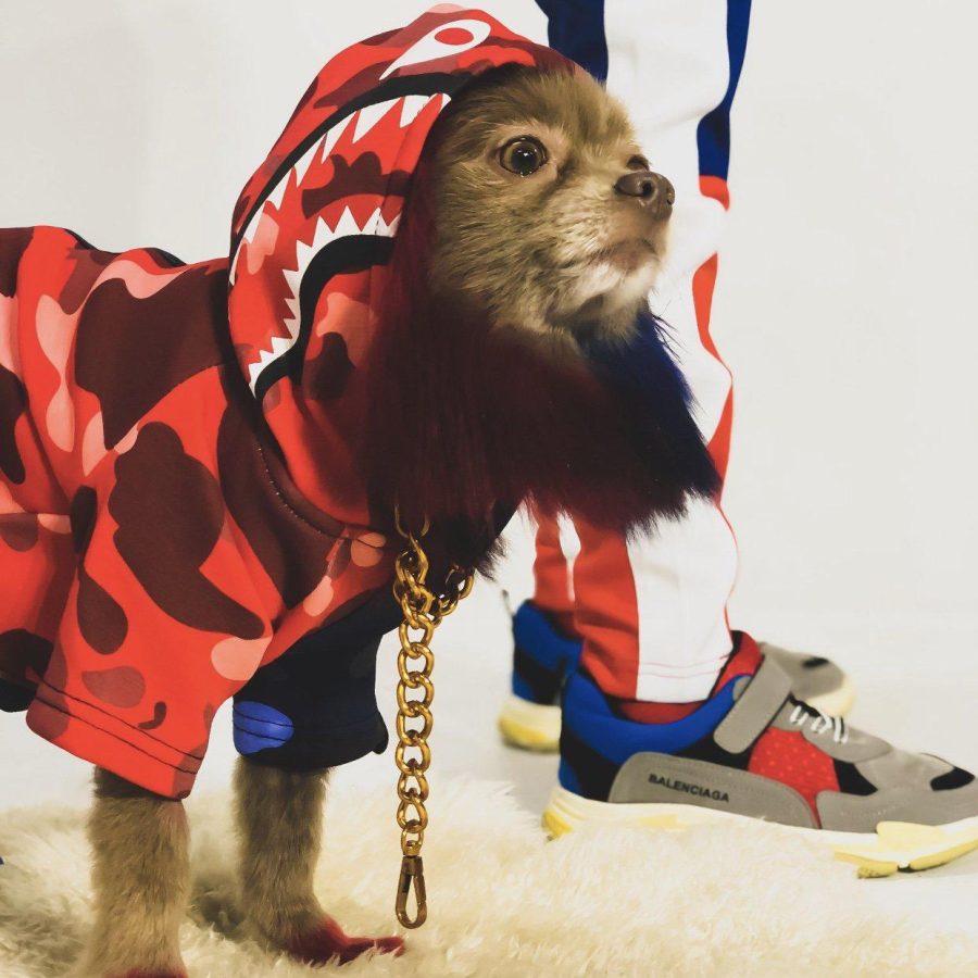 A Barking Pup Two Tone Hoodie Hype Pups designer dog clothes.