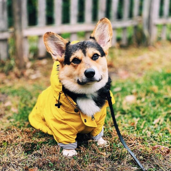 Yellow Dog Raincoat - Image 4
