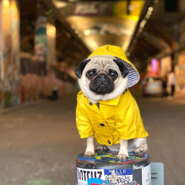 Yellow Dog Raincoat - Image 8