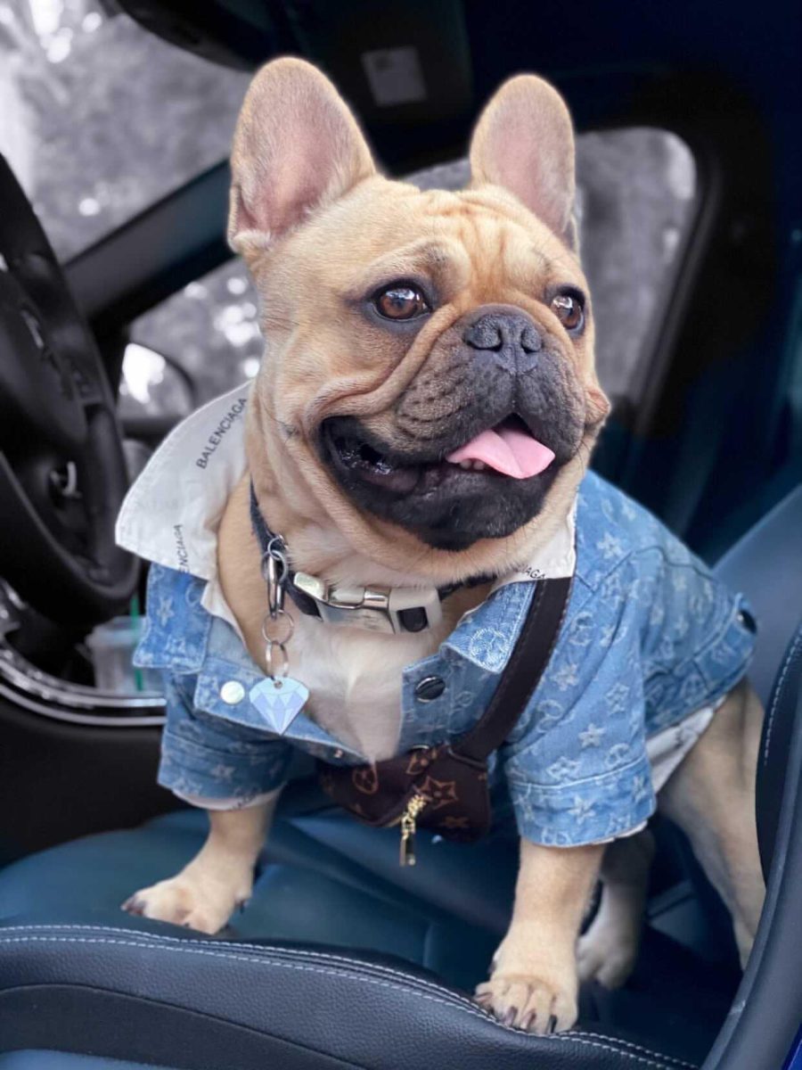 Chewy V Denim Jacket Hype Pups designer dog clothes.