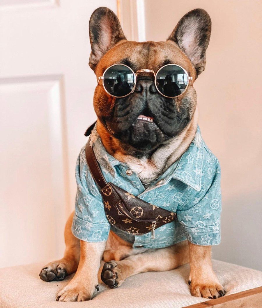 Chewy V Denim Jacket Hype Pups designer dog clothes.