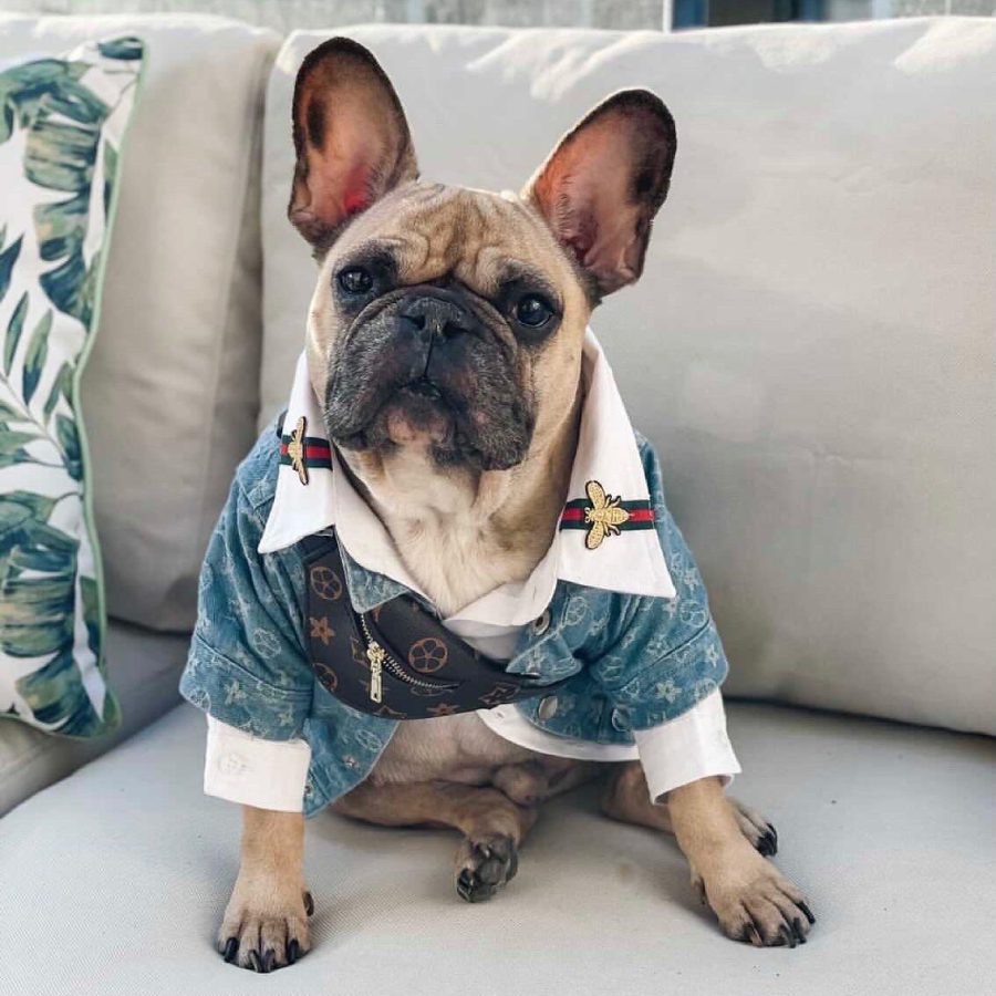Chewy V Denim Jacket Hype Pups designer dog clothes.