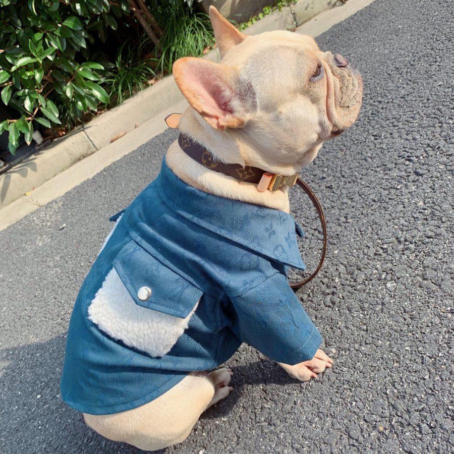 Chewy V Sherling Jacket Hype Pups designer dog clothes.