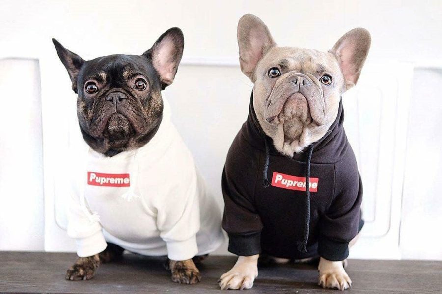 Pupreme Box Logo Hoodie - Image 4