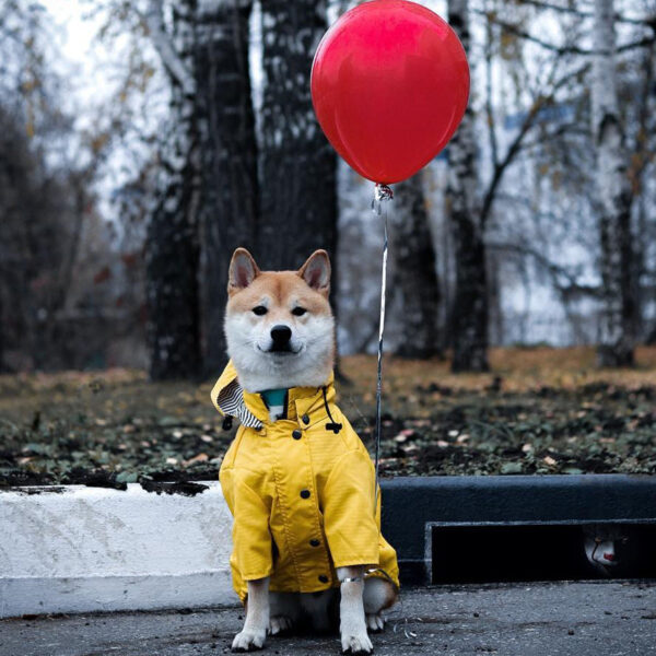Yellow Dog Raincoat - Image 3