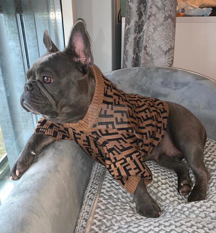Furdi FF Classic Sweater Hype Pups designer dog clothes.