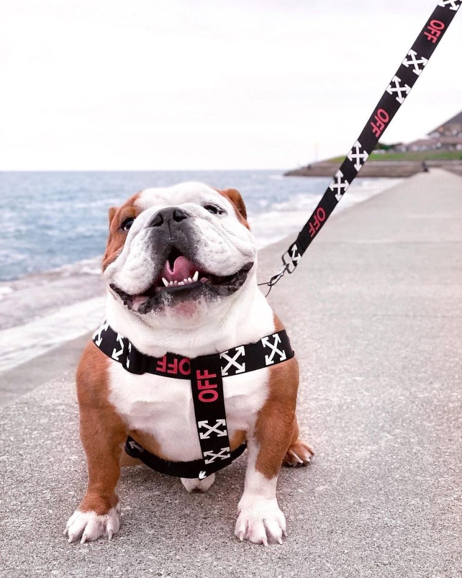Woof-White Arrow Walking Set - Image 6