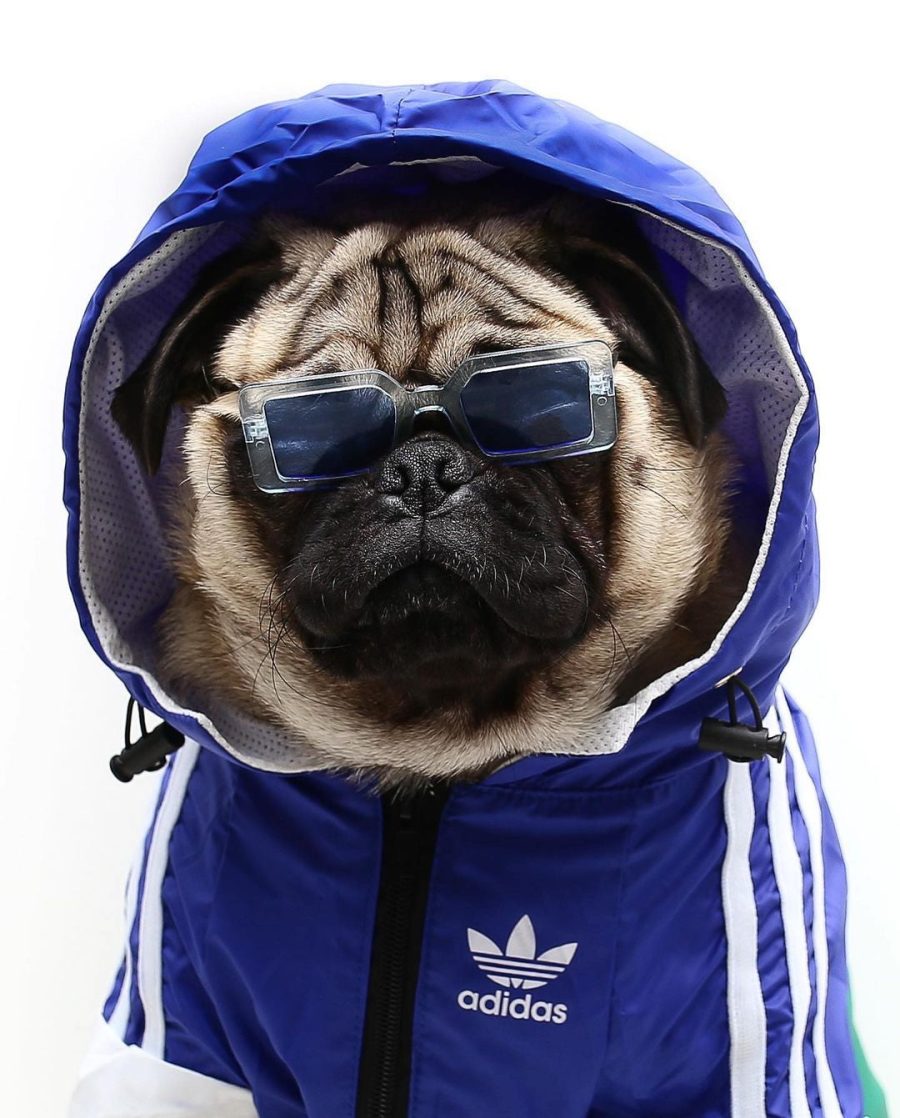Adidog Windbreaker - Image 3