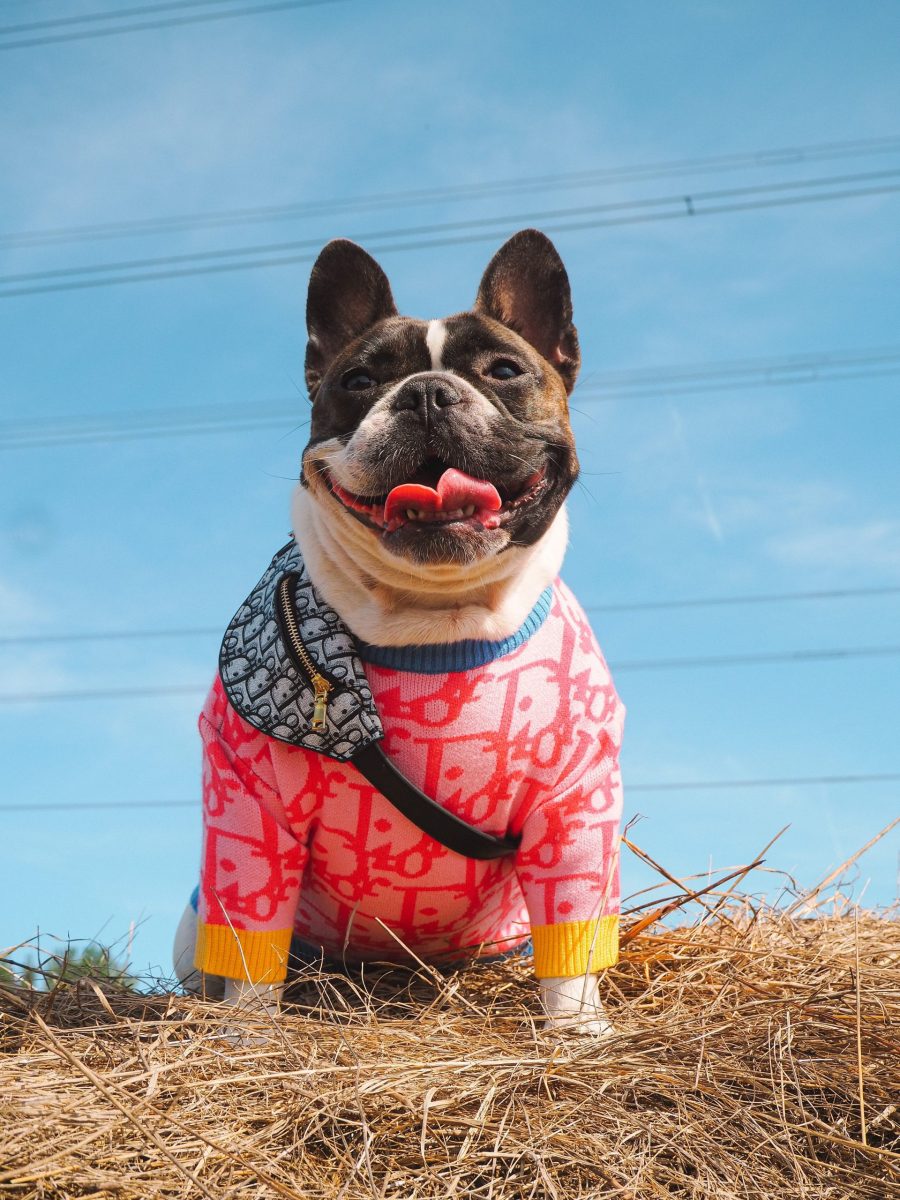 Dogior Blue & Pink Sweater - Image 2