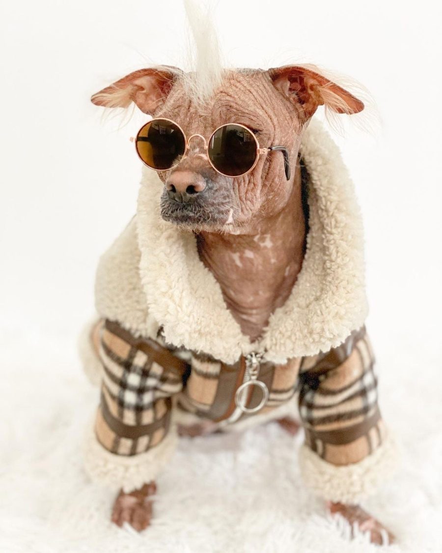 Furberry Shearling Jacket - Image 6