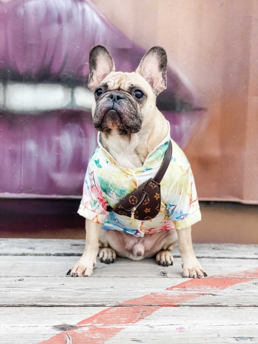 Chewy V Colorful Shirt - Image 3