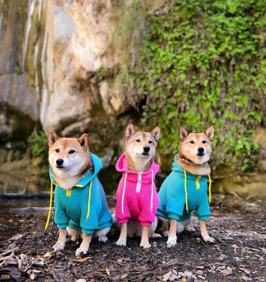 Pupreme x Chewy V Monopreme Hoodie - Image 6