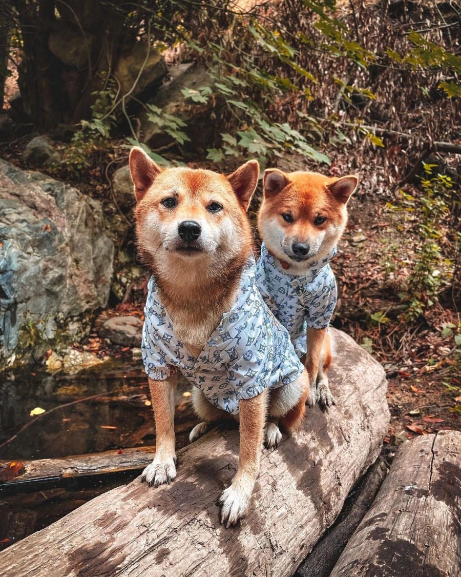 Chewy V Jungle Rain Jacket - Image 8