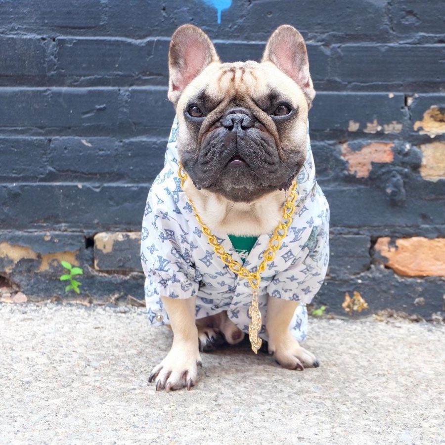 Chewy V Jungle Rain Jacket - Image 7