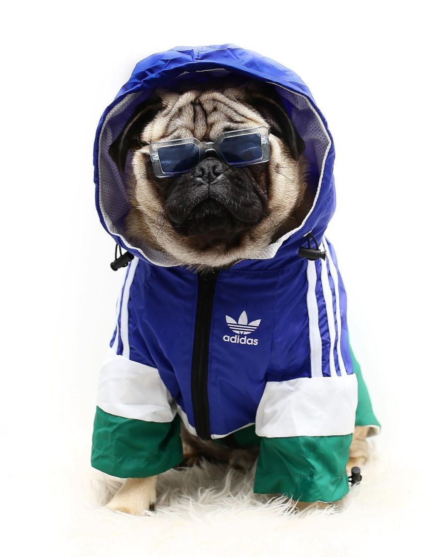 Adidog Windbreaker - Image 4