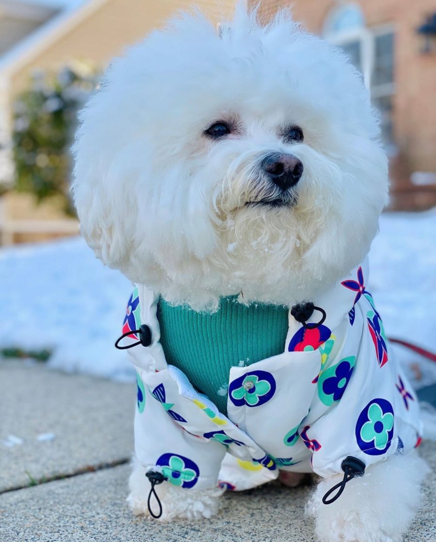 Chewy V Multicolour Monogram Jacket - Image 4