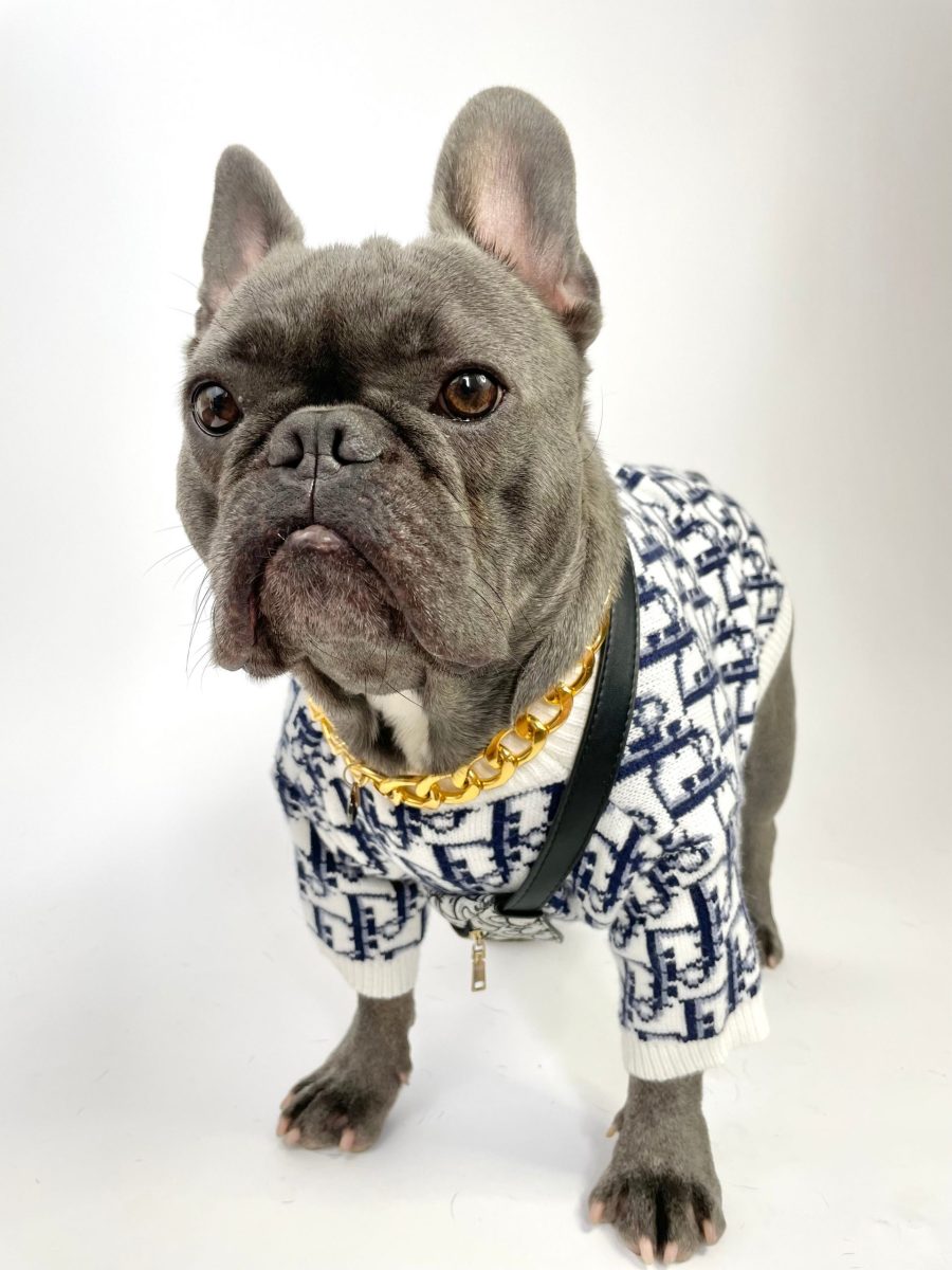 Dogior Classic Sweater - Image 4