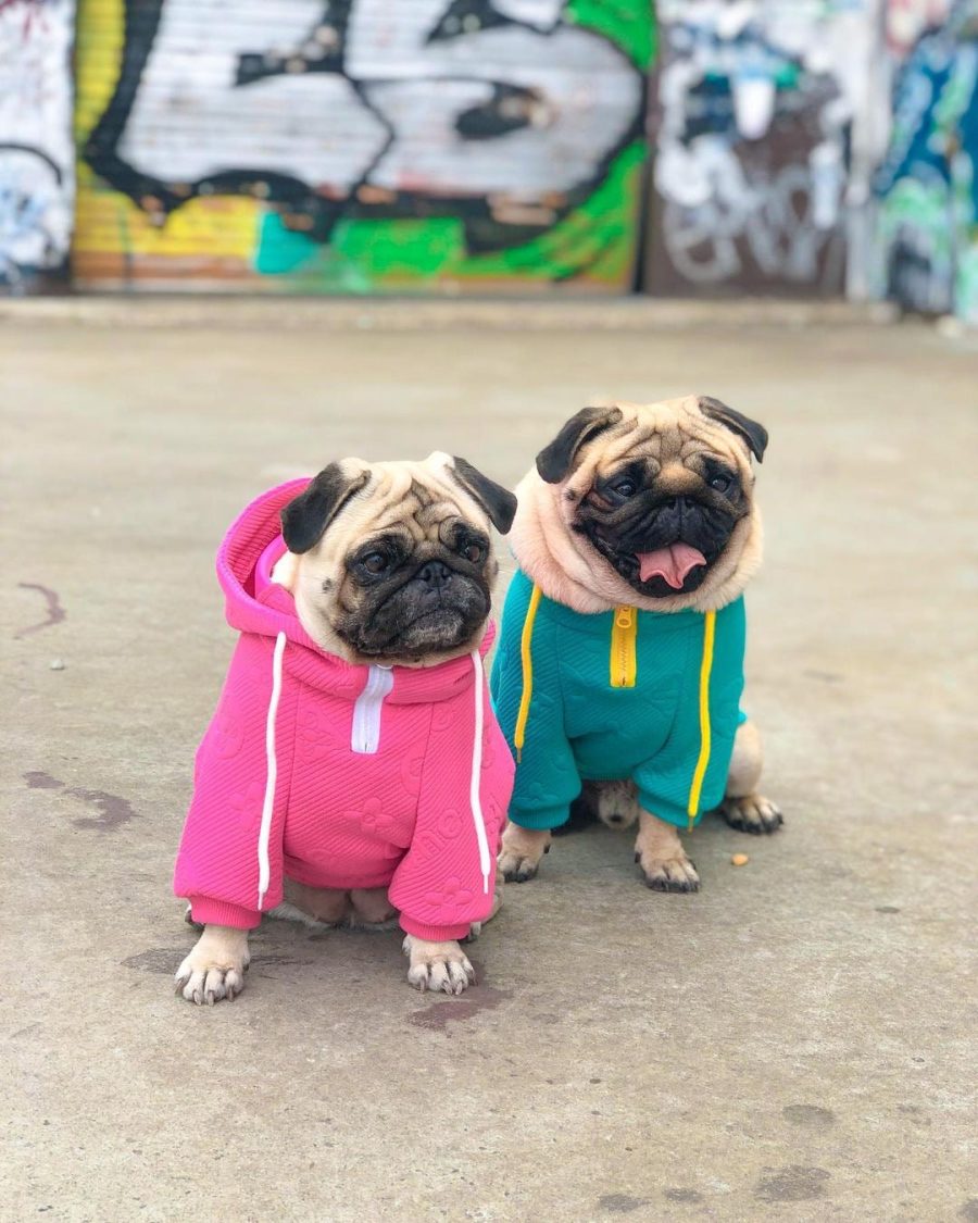 Pupreme x Chewy V Monopreme Hoodie - Image 3