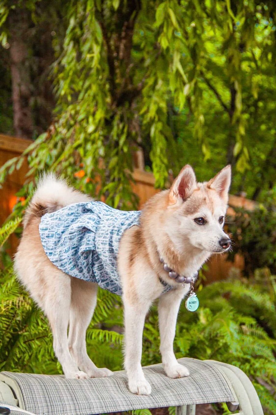 Dogior Oblique Dress - Image 9