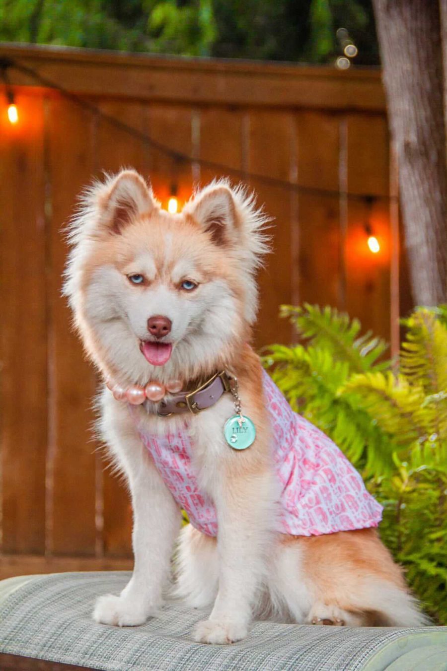 Dogior Oblique Dress - Image 8