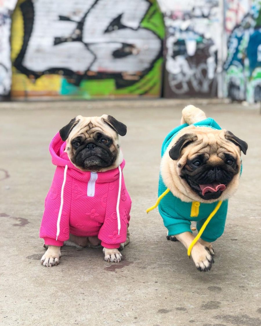 Pupreme x Chewy V Monopreme Hoodie - Image 5
