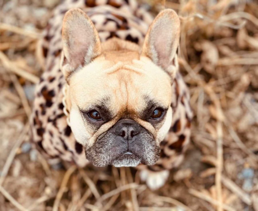Leopard Faux Fur Dog Jacket - Image 4