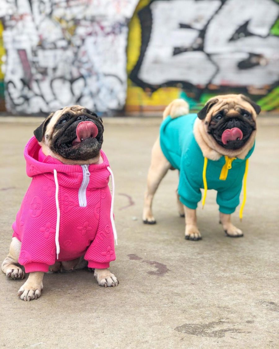 Pupreme x Chewy V Monopreme Hoodie - Image 4