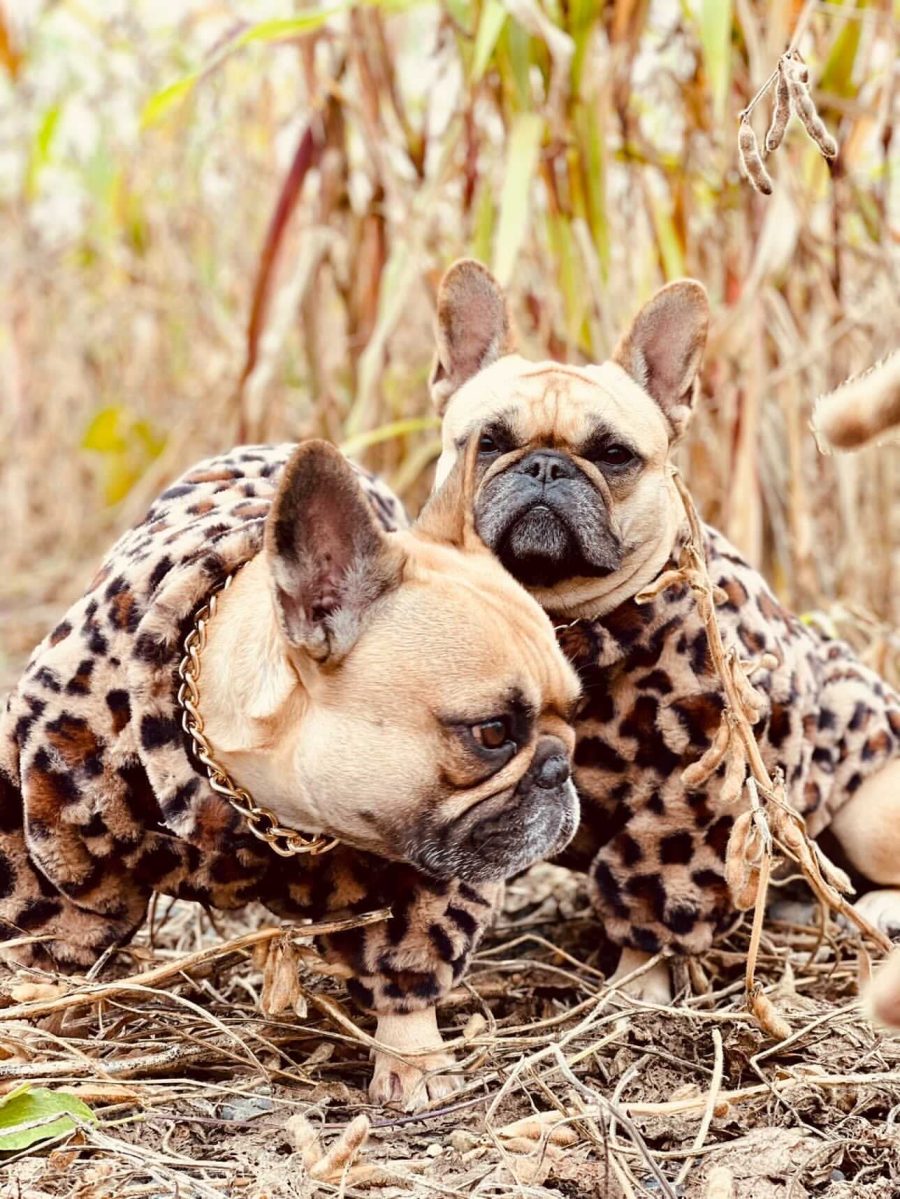 Leopard Faux Fur Dog Jacket - Image 3