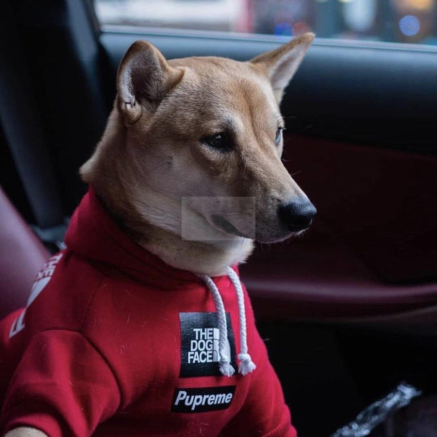 Pupreme x TDF Hoodie Hype Pups designer dog clothes.