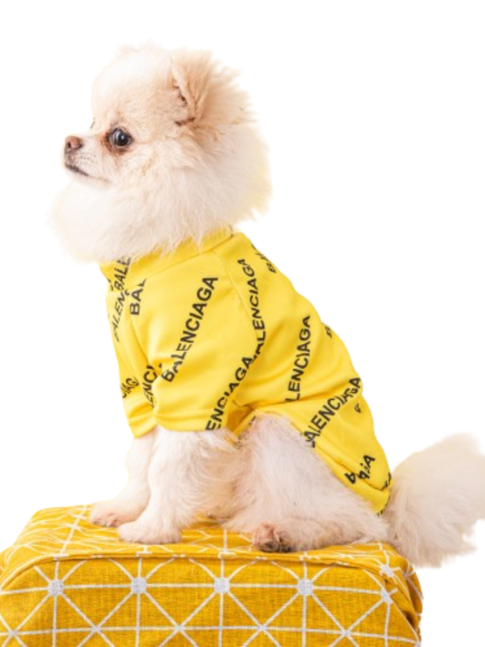 Small fluffy dog wearing yellow Pawlenciaga all-over logo sweatshirt on geometric carrier