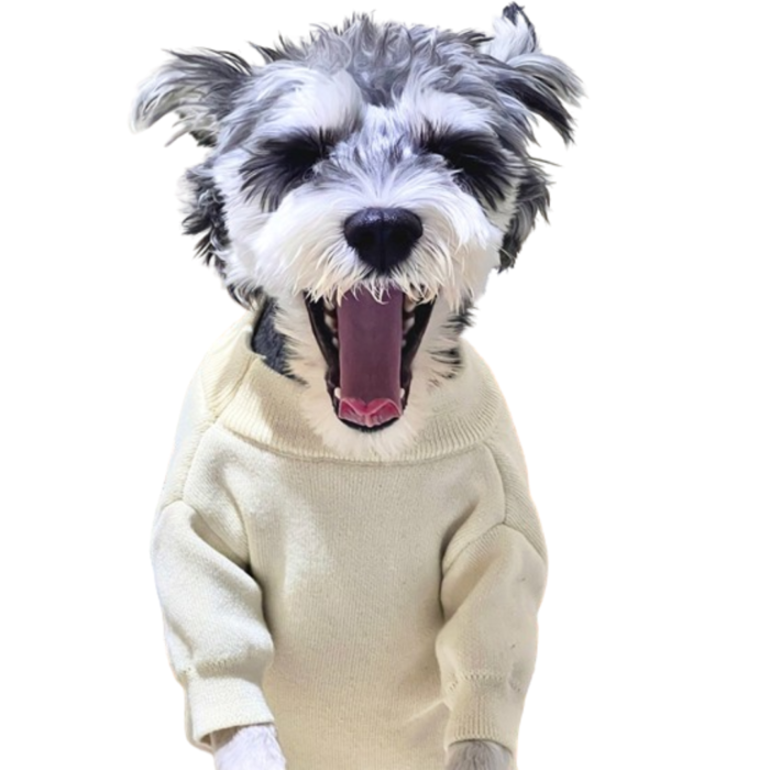 Small dog wearing cream Chanel-inspired knit sweater with logo detail