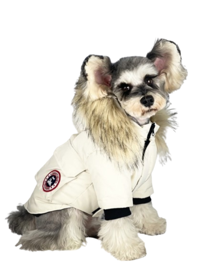 Small dog wearing cream Canada Goose inspired puffer with brown fur hood trim