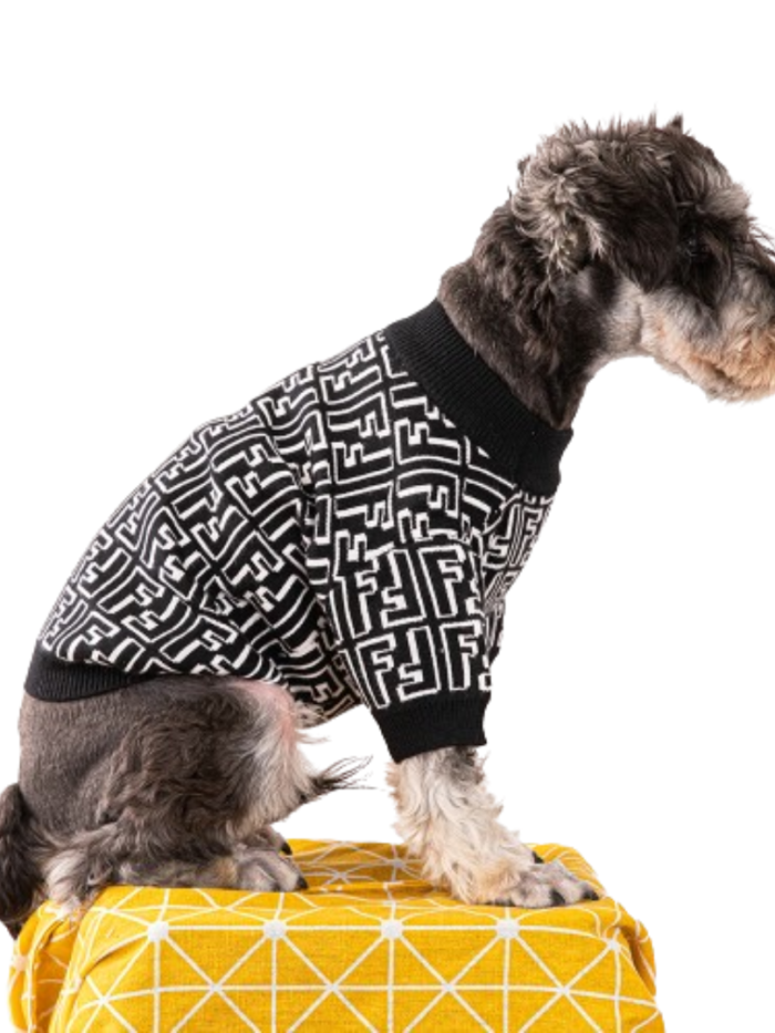 Small dog wearing black FF pattern sweater with geometric maze design