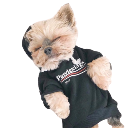 Small Yorkshire Terrier wearing black Pawlenciaga 2017 hoodie with logo branding