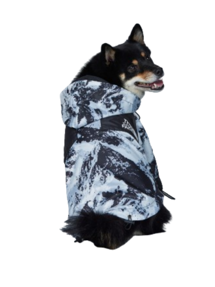Black dog wearing TDF mountain print winter jacket with hood up