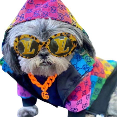 Small gray dog wearing colorful designer hoodie and leopard print V monogram sunglasses