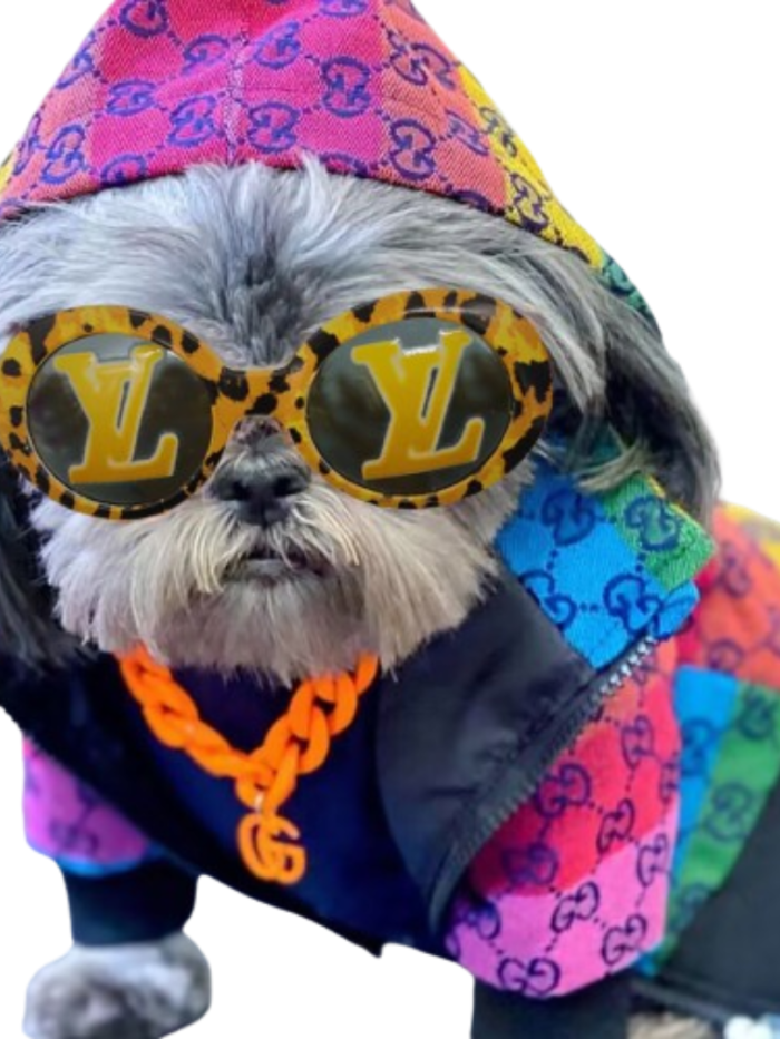 Small gray dog wearing colorful designer hoodie and leopard print V monogram sunglasses