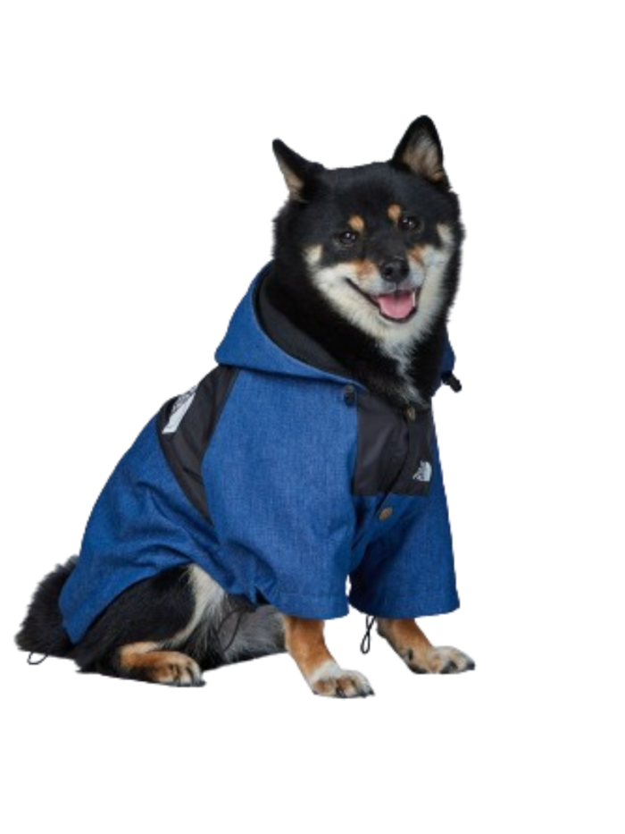 Medium dog wearing blue denim TDF jacket with black hood and snap closure