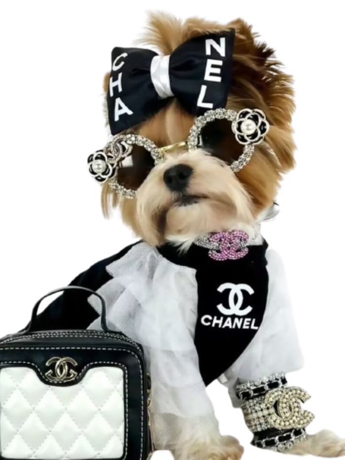 Small dog wearing Chewnel black lace sweatshirt with bow accessories
