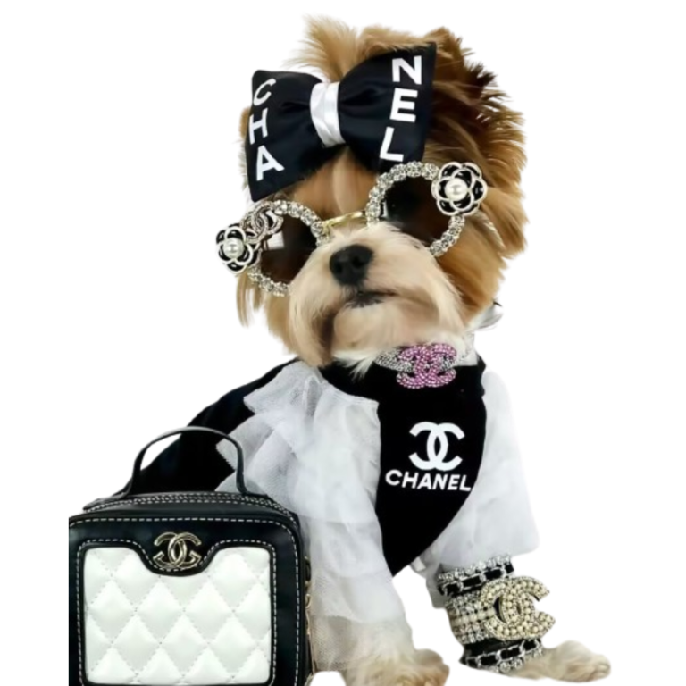Small dog wearing Chewnel black lace sweatshirt with bow accessories
