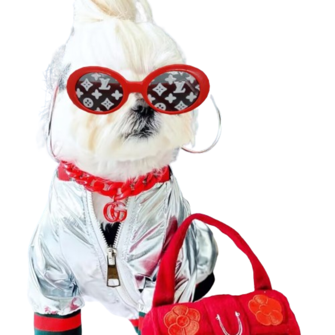 White fluffy dog wearing silver jacket and red V monogram sunglasses with designer accessories
