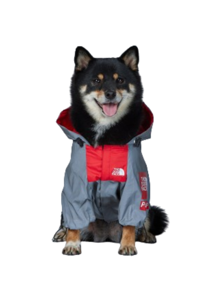 Black and tan dog wearing grey TDF windbreaker with red chest panel and hood