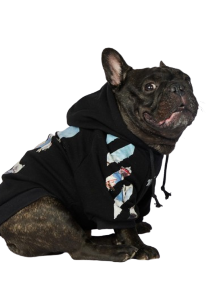 French Bulldog wearing black Woof-White hoodie with artistic back graphic and adjustable hood