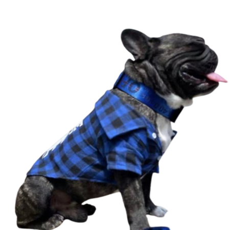 Blue buffalo check plaid dog tee worn on French Bulldog with white diagonal logo