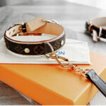 Collar & Leash