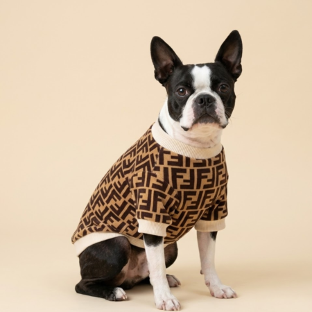 Boston Terrier wearing brown FF monogram sweater Fendi style with cream ribbed collar
